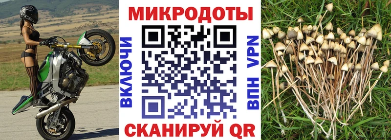 Купить закладки Ейск Галлюциногенные грибы Psilocybe